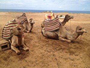 Camels by the ocean, Tangiers