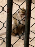 One of dozens of monkeys at the nature reserve.