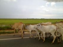 This herd of cattle were roaming wild across the road and countryside.