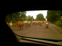 We had already navigated our way through these cattle when I took this shot through the rear window.