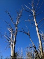 These skeleton trees form large tracts across the mountain where bush fires have swept through in previous years.