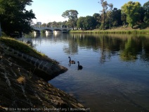 Swans on the Yarra River
