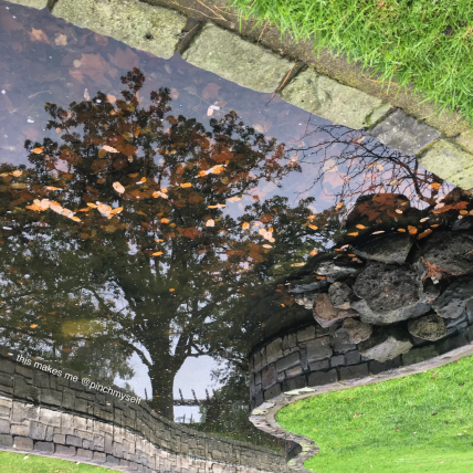 Tree reflected on a pond